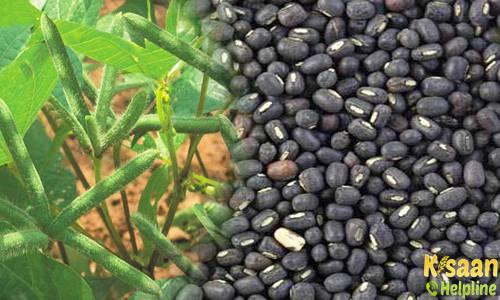 उड़द की उन्नत खेती, जानिए बुवाई का सही समय और पैदावार के बारे में